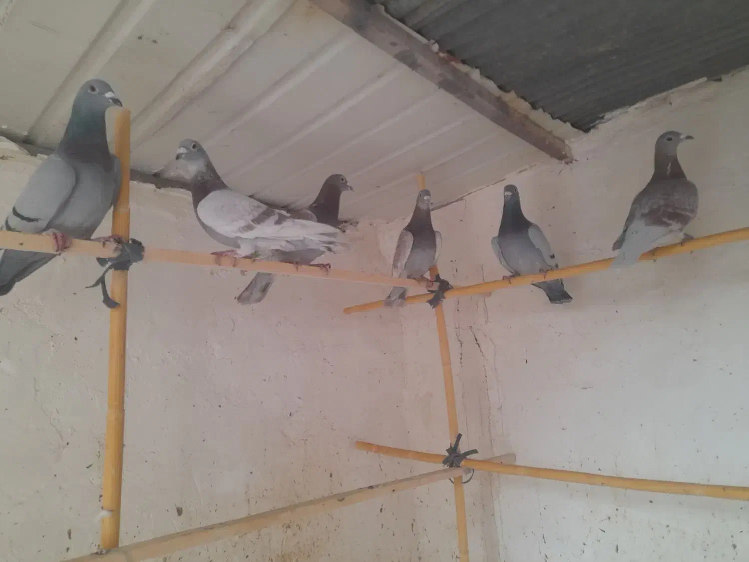 پلاکی اصلی|پرنده|ساوه, |دیوار