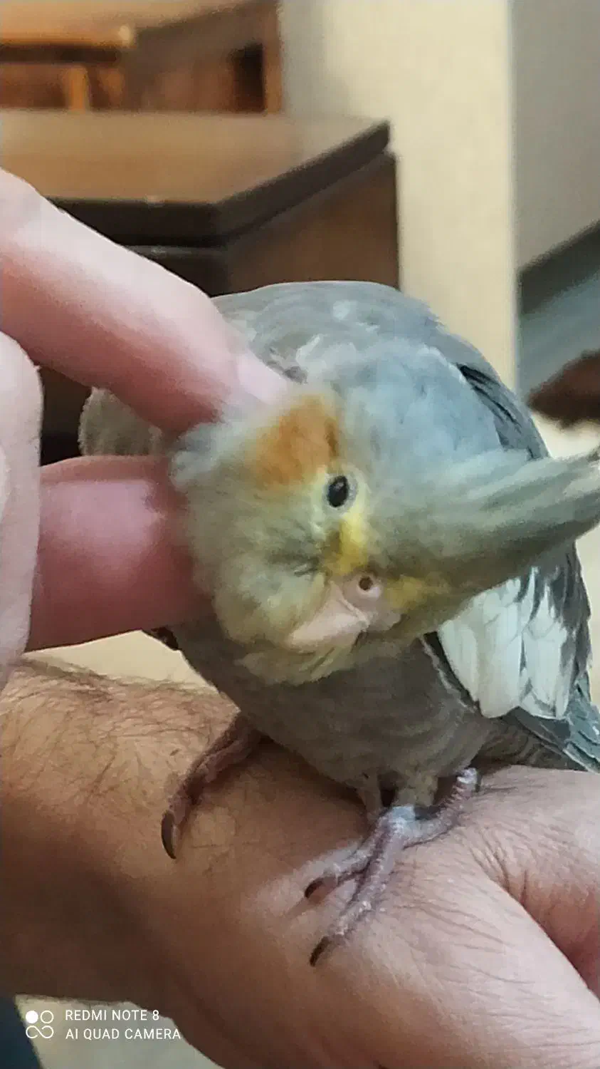 عروس هلندی ماده|پرنده|احمدآبادمستوفی, |دیوار