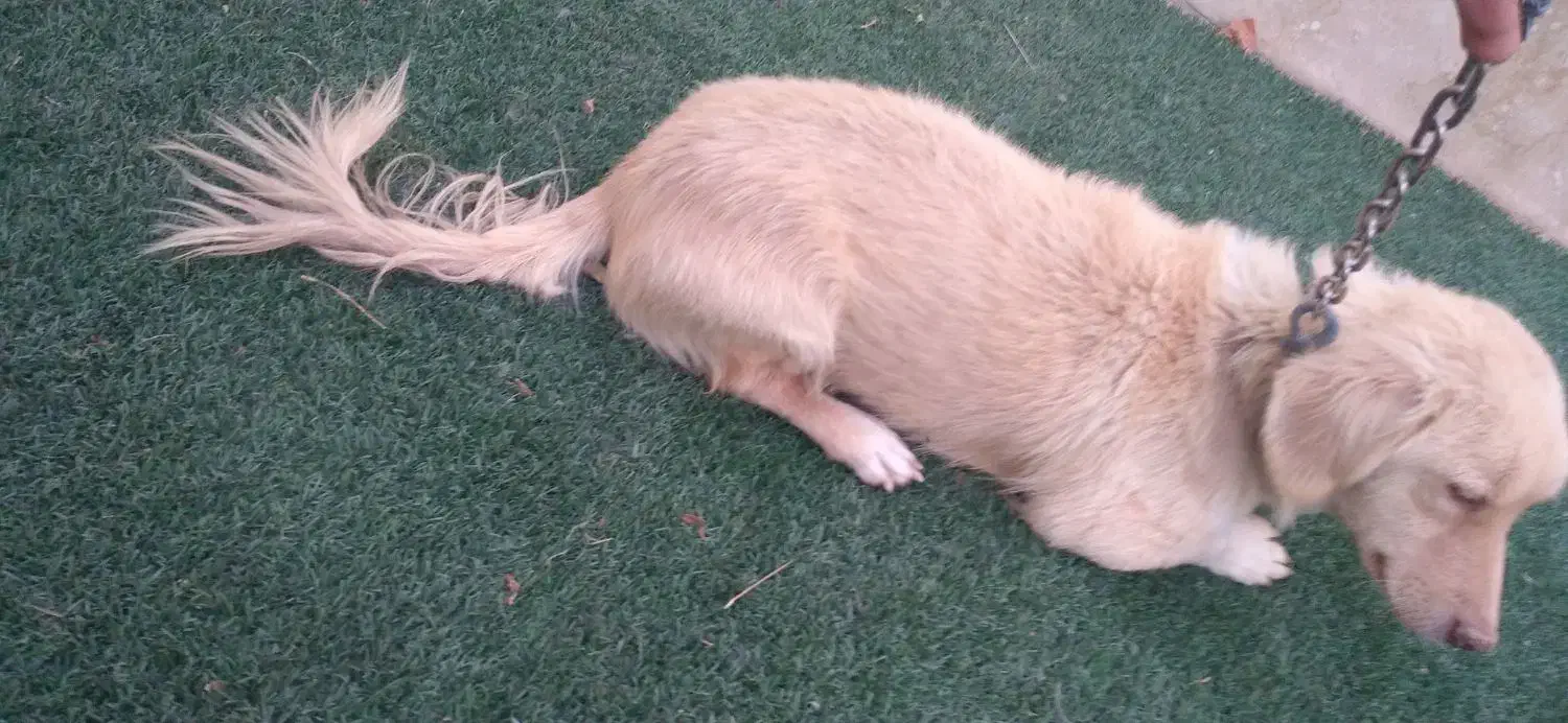 واگذاری سگ تریر|سگ|پردیس, فاز ۶|دیوار