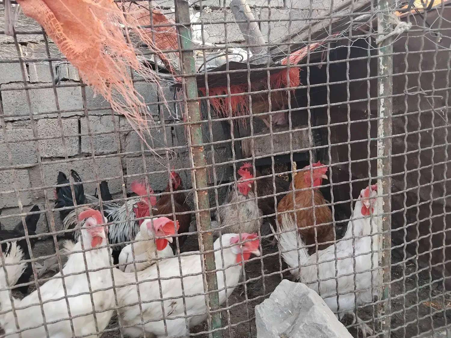 مرغ و خروس|حیوانات مزرعه|باخزر, |دیوار