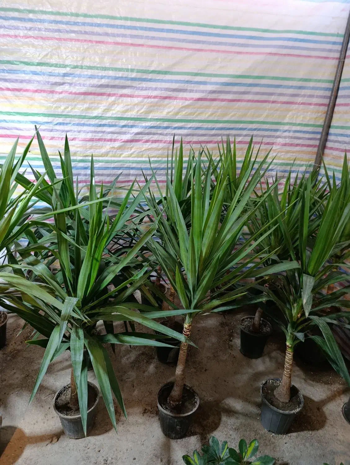 یوکا .شفلرا.خرفه ای.|گل و گیاه طبیعی|مشهد, کوی المهدی|دیوار