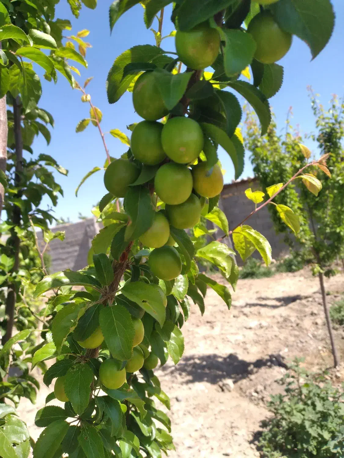 نهال|خدمات باغبانی و درختکاری|چناران, |دیوار