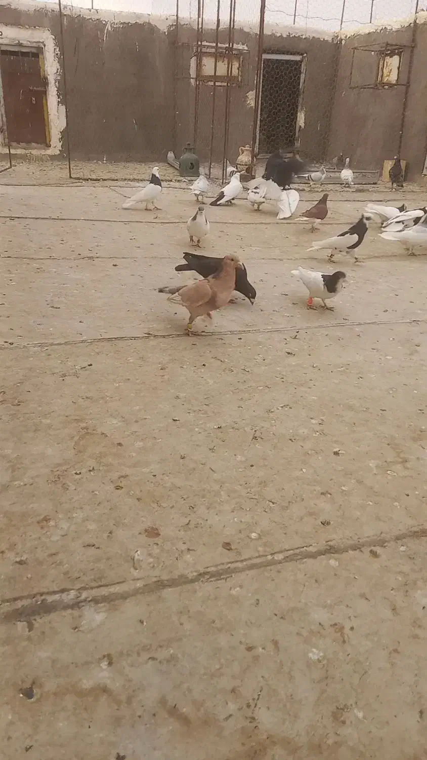 کبوتر پرشی نر|پرنده|شال, |دیوار