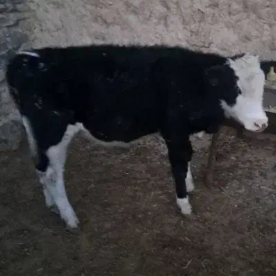 گوساله ماده سیمینتال|حیوانات مزرعه|فرمهین, |دیوار