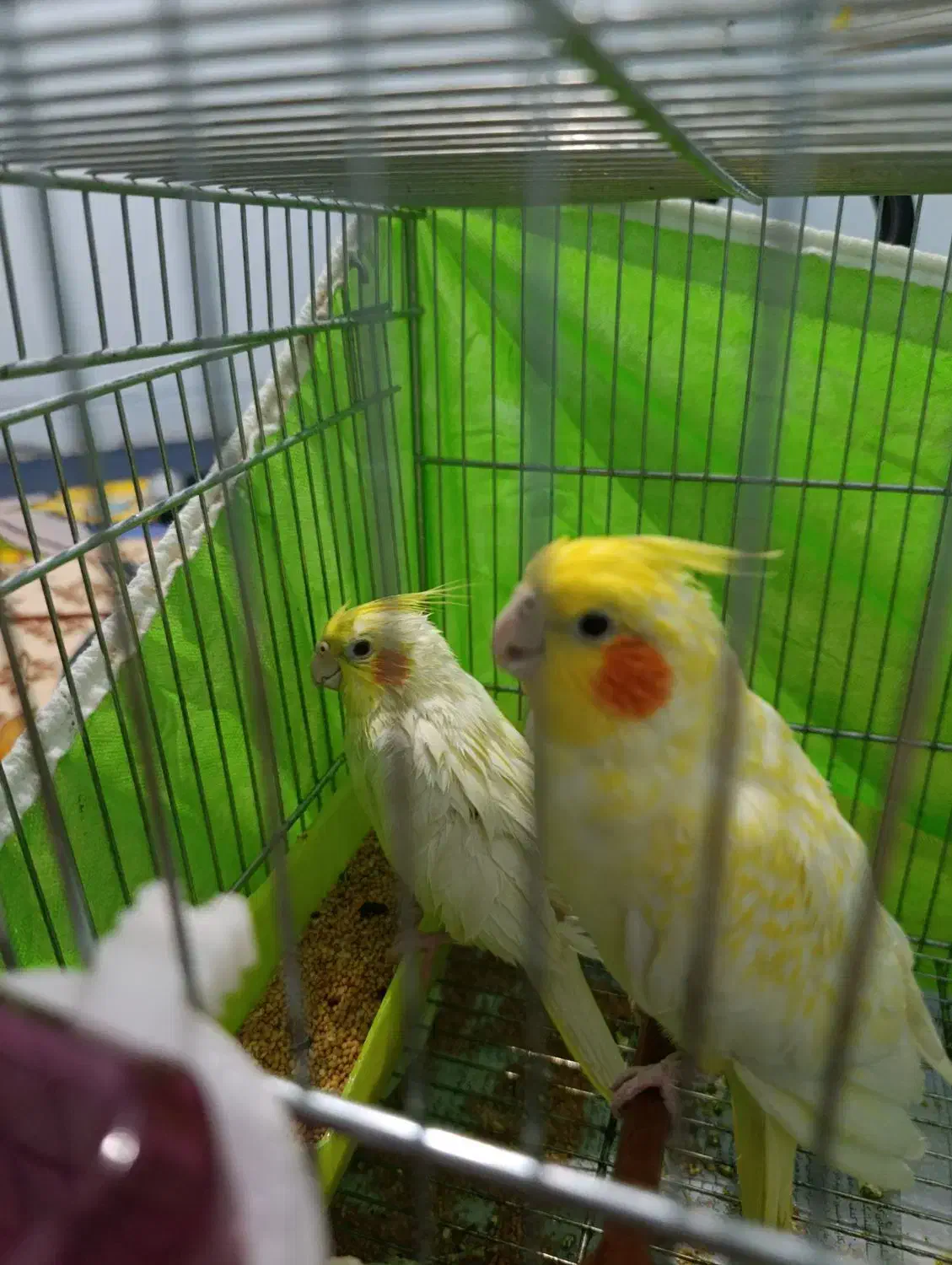 عروس هلندی و مرغ عشق|پرنده|خرم‌آباد, |دیوار