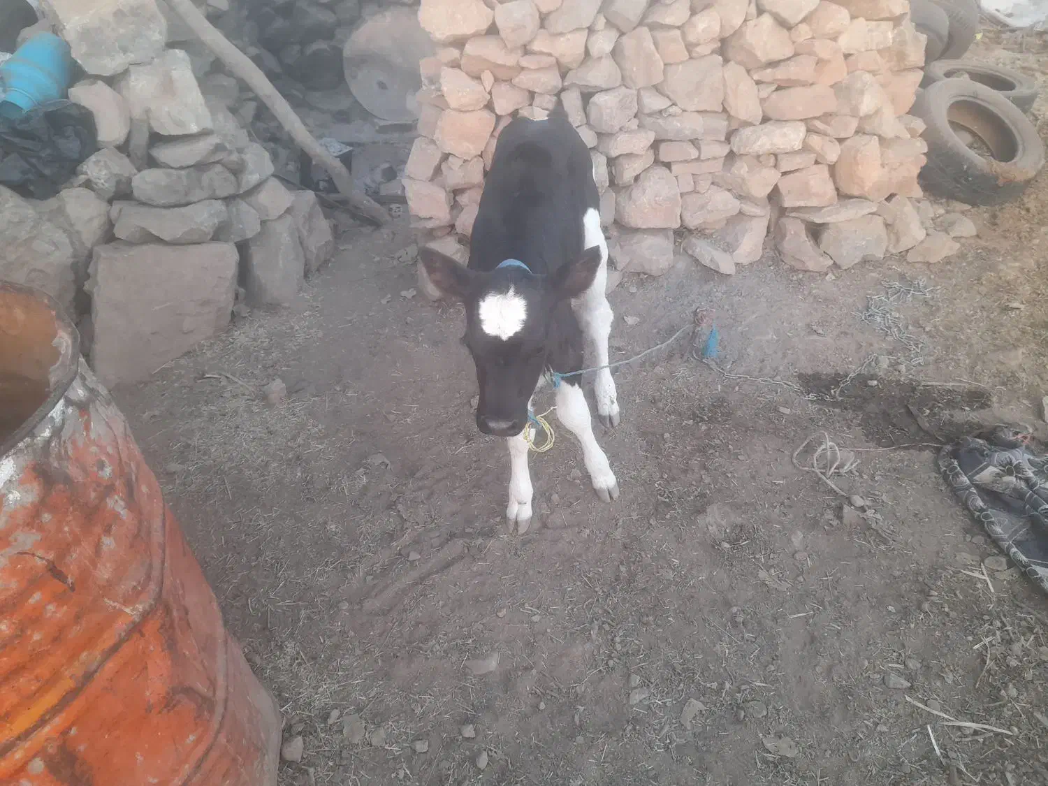 گاو و گوساله|حیوانات مزرعه|پلدختر, |دیوار