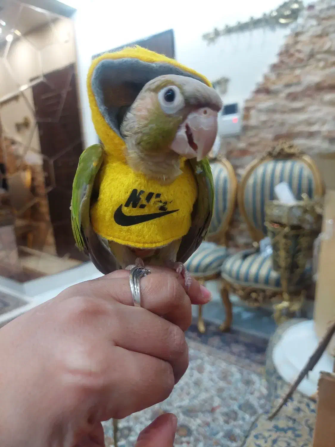 طوطی گرینچیک اسمش فندق|پرنده|اسلامشهر, شهرک سعیدیه|دیوار