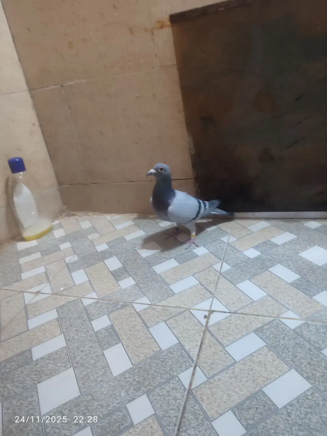 ماده بلژیک شناسامدارمولد|پرنده|رامهرمز, |دیوار