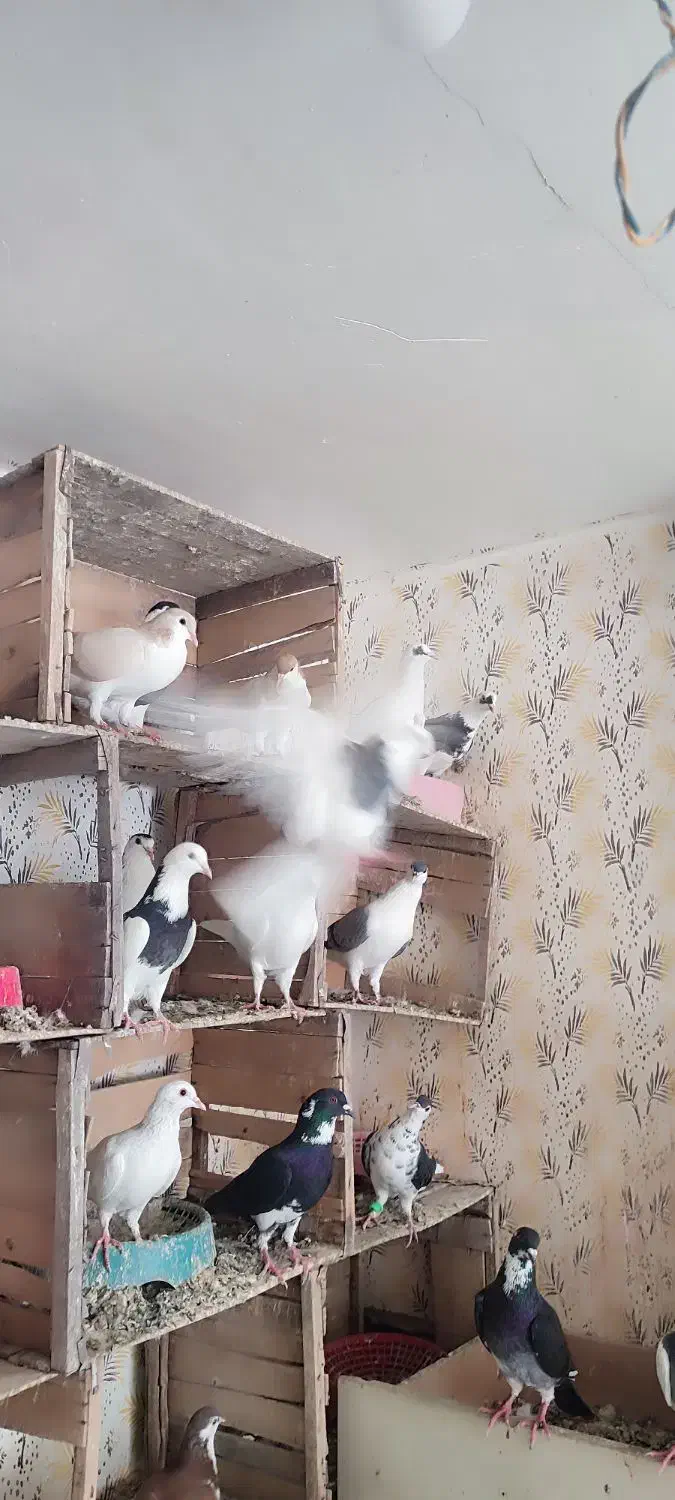 رنگی جوانه|پرنده|گنبد کاووس, |دیوار