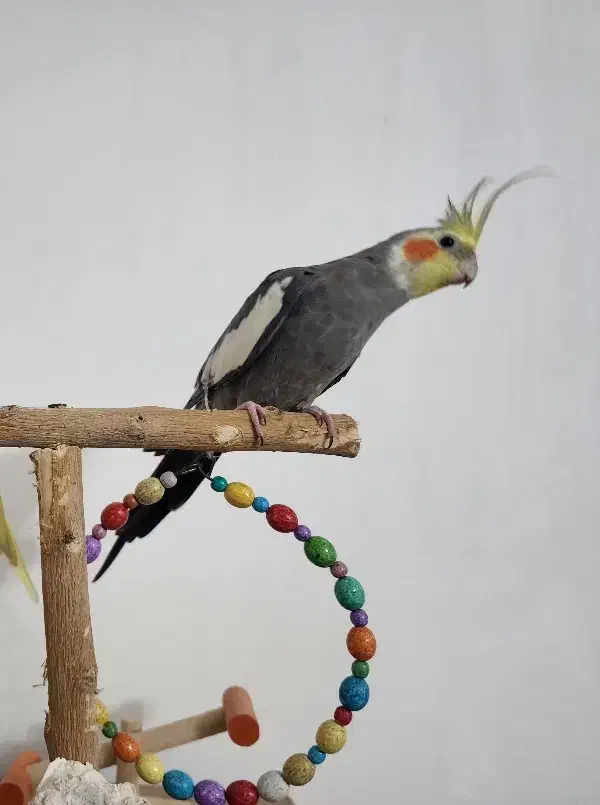 گمشده|حیوانات|قرچک, باقرآباد|دیوار