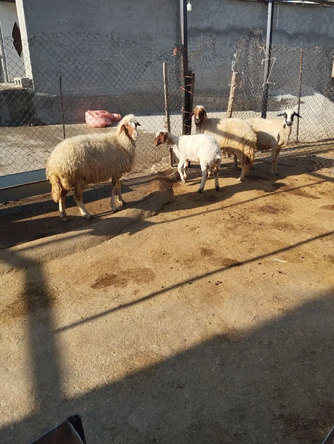 گوسفند میش بره|حیوانات مزرعه|ایوان, |دیوار