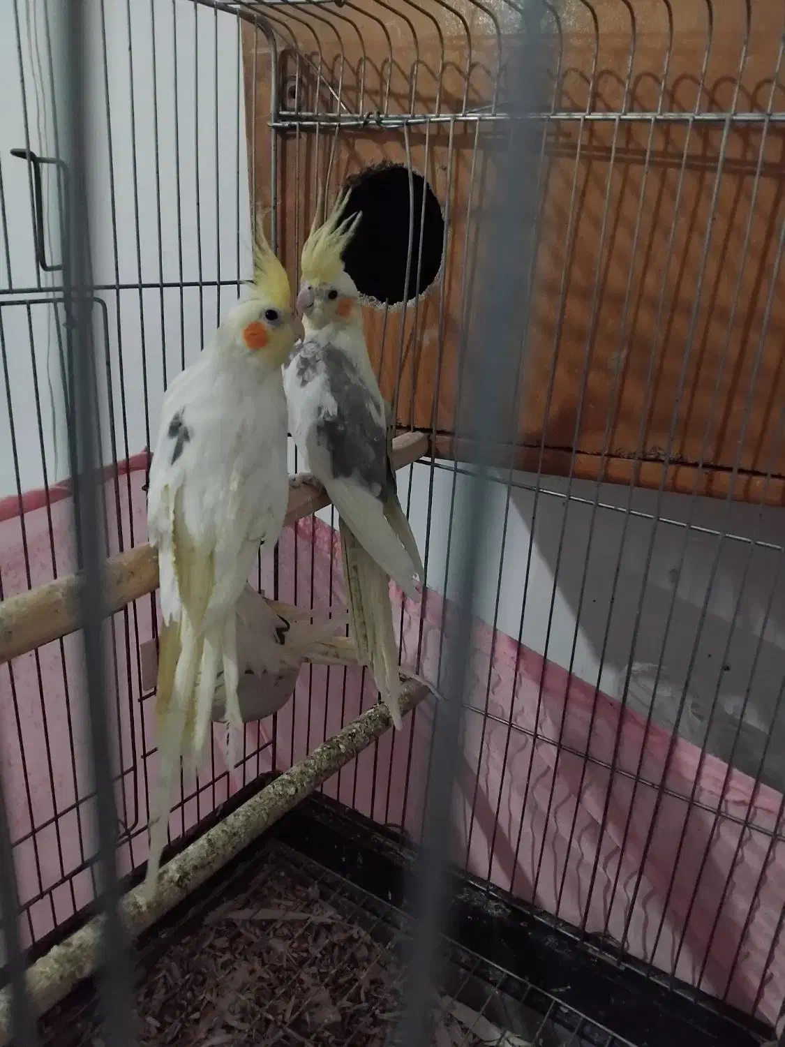 عروس هلندی لوتینو تکخال|پرنده|بهارستان, |دیوار