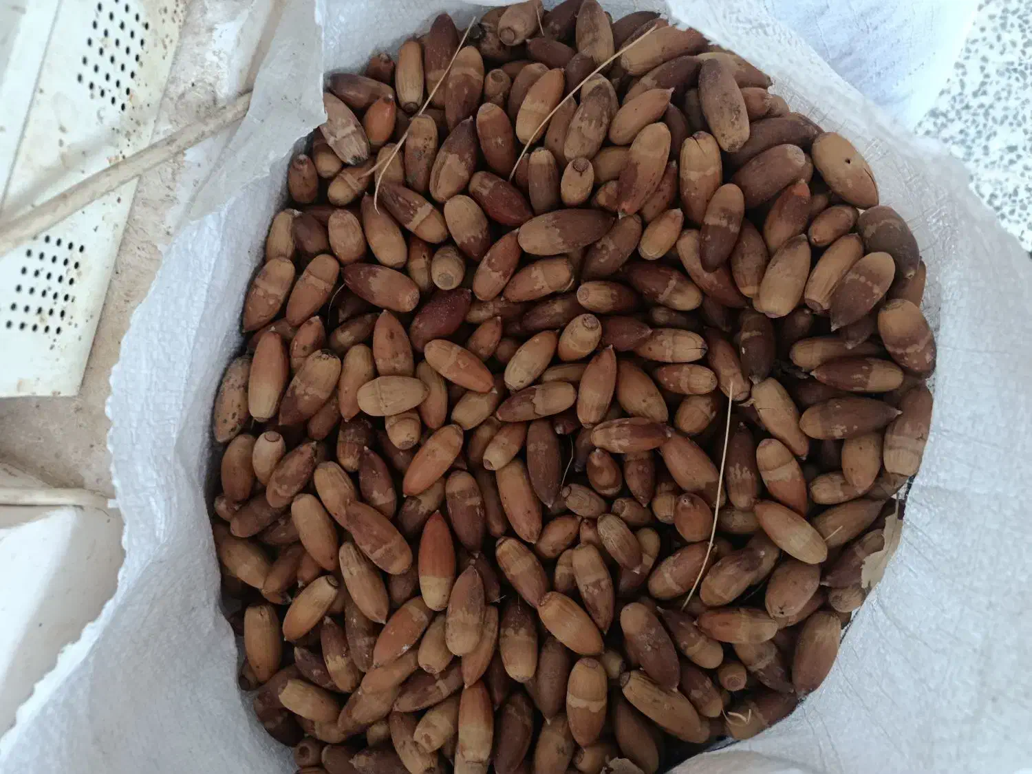 بلوط|گل و گیاه طبیعی|طبس, |دیوار