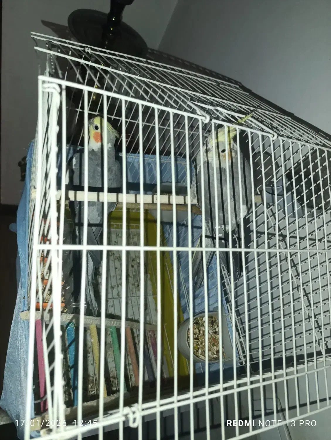 دوعدد عروس هلندی|پرنده|تهران, شهرک رضویه|دیوار