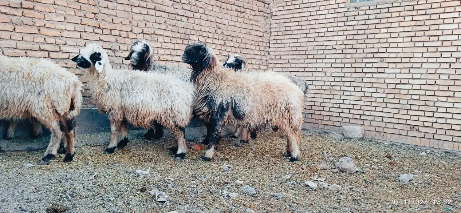 میش قوچ بره|حیوانات مزرعه|یاسوج, |دیوار