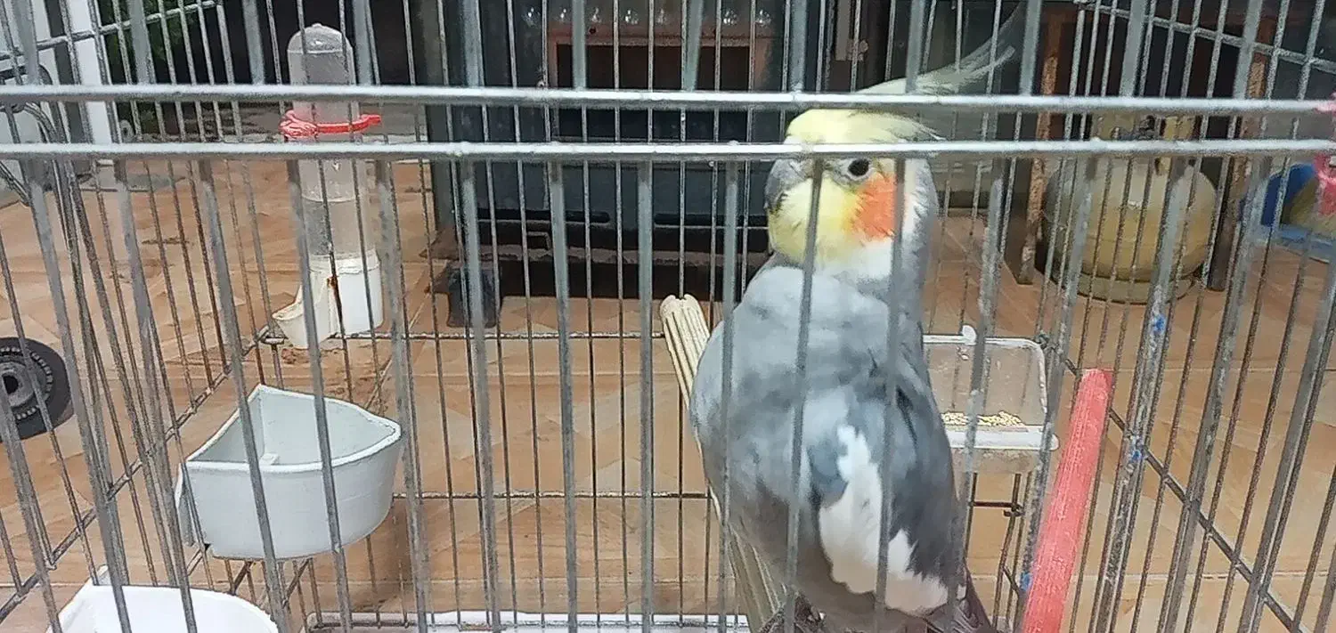 عروس هلندی|پرنده|رشت, حمیدیان|دیوار