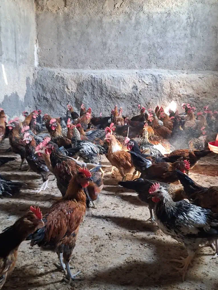 خروس درشت سربری|حیوانات مزرعه|شیراز, میانرود|دیوار