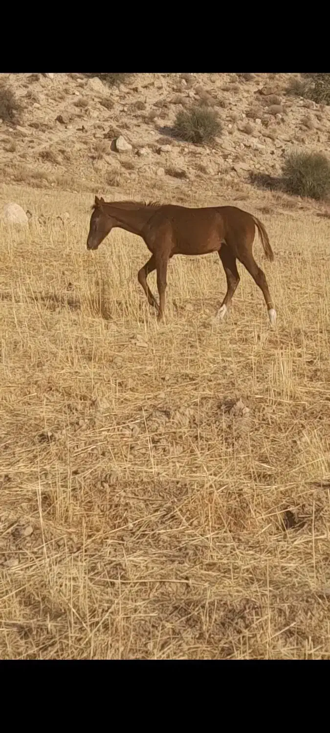 مادیان.قاطر.کره اسب.الاغ|حیوانات مزرعه|زرین آباد, |دیوار