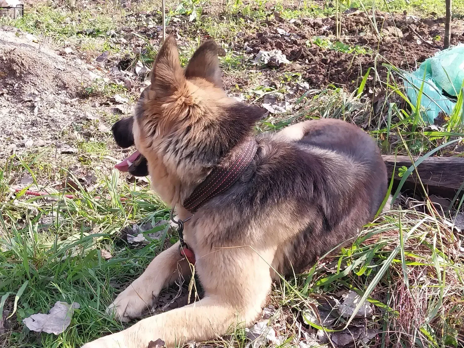 ژرمن نر|سگ|لاهیجان, آهندان|دیوار