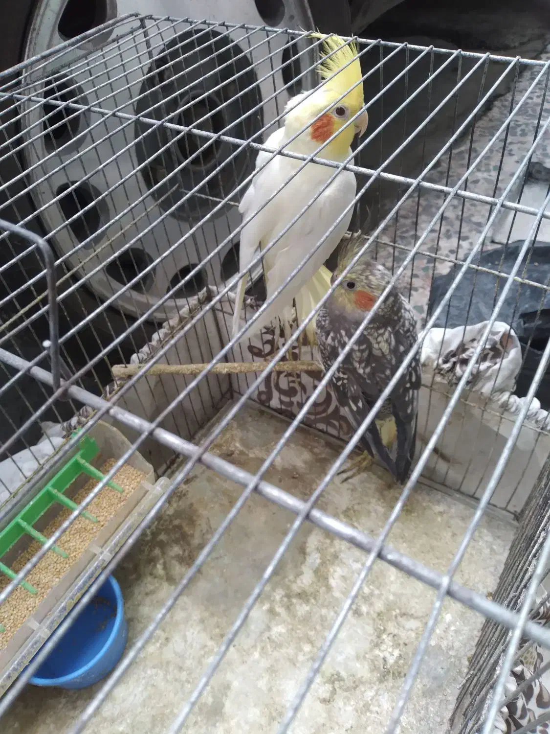 عروس هلندی  جفت خورده باتخم|پرنده|رشت, رودباری|دیوار