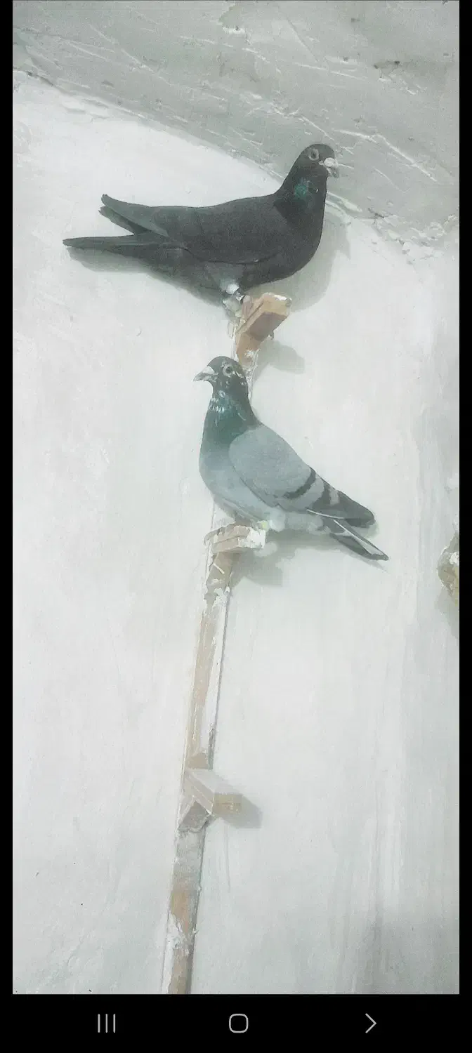 کبوتر|پرنده|پائین جام, |دیوار