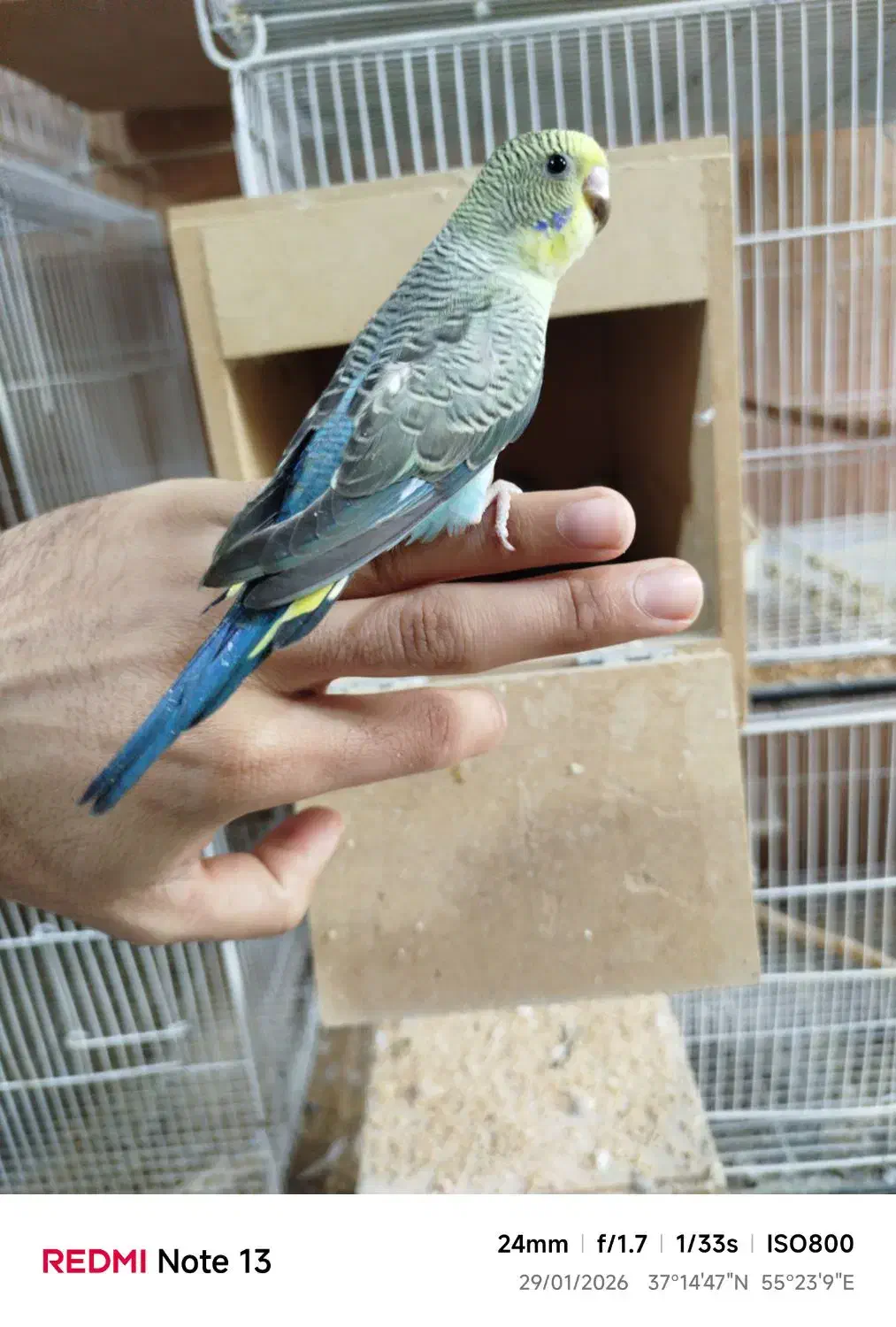 مرغ عشق بلک وینگ|پرنده|مینودشت, |دیوار