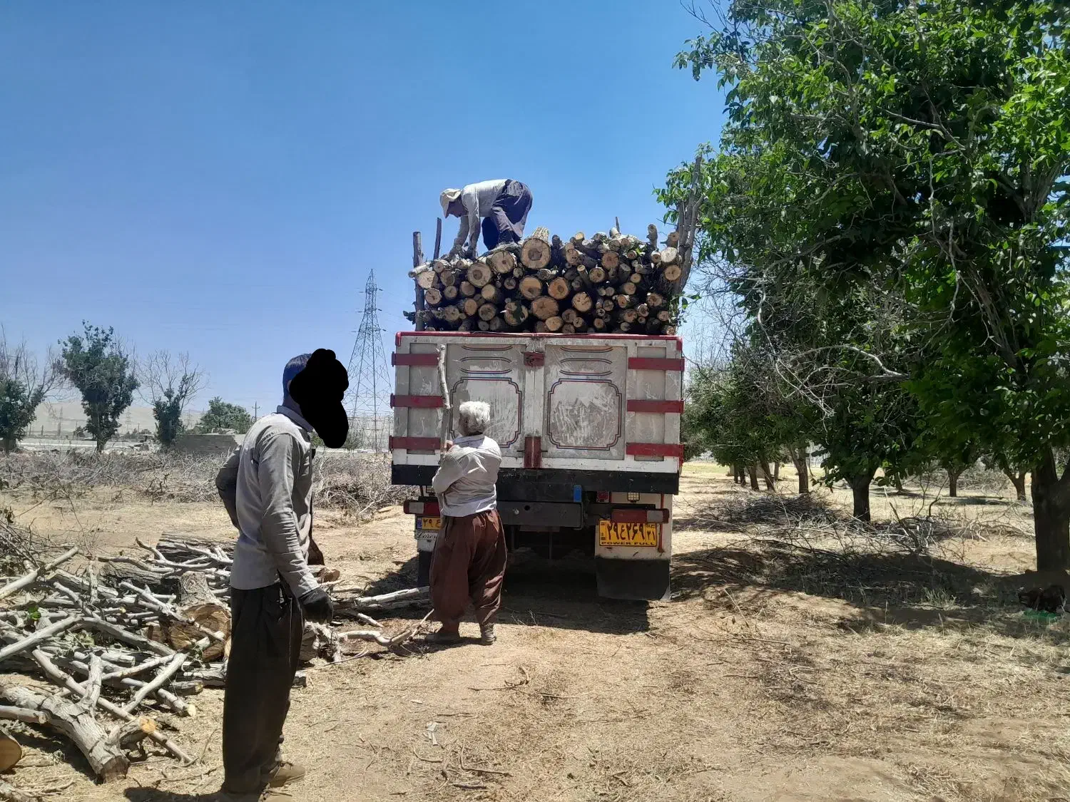 خریدار چوب|خدمات باغبانی و درختکاری|شیروان (لرستان), |دیوار