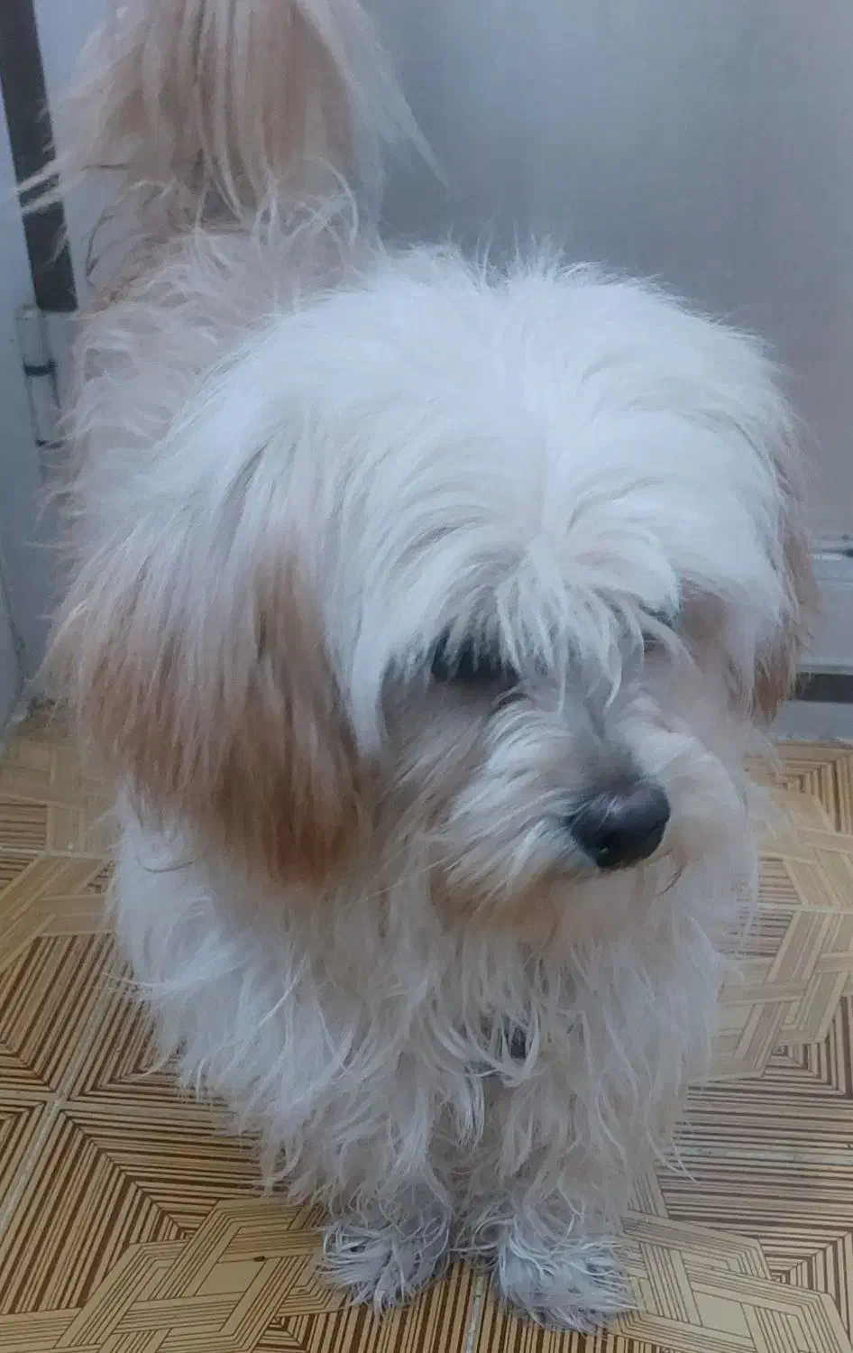 فروش زیباترین سگ دنیا|سگ|فولادشهر, باغشاد|دیوار