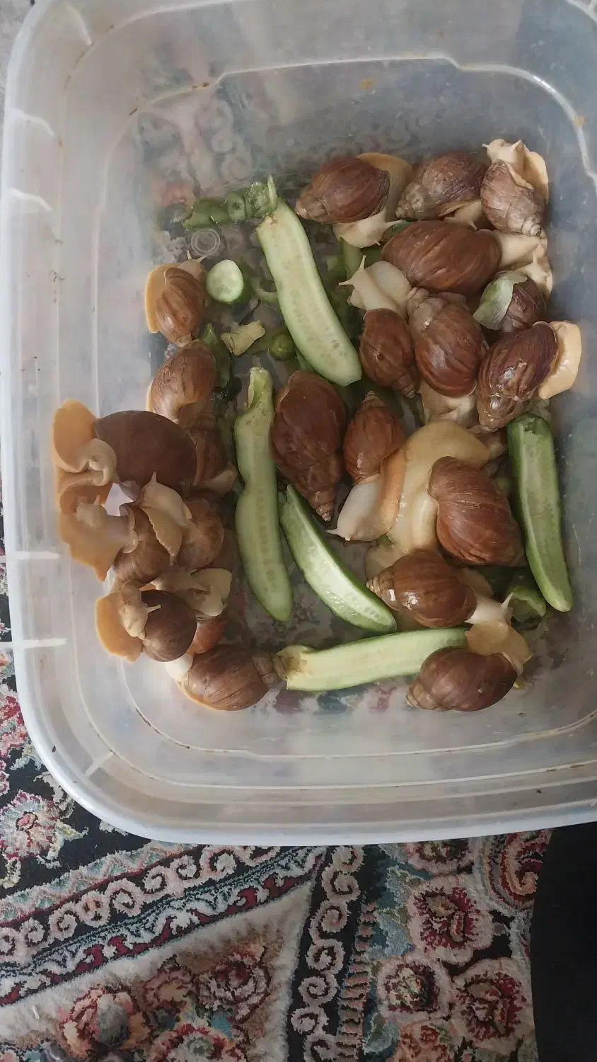 حلزون البینو|خزنده|خمینی‌شهر, |دیوار