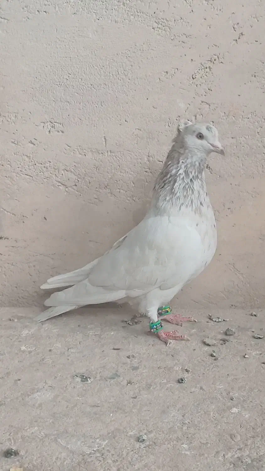 کفتر|پرنده|لنجان, |دیوار