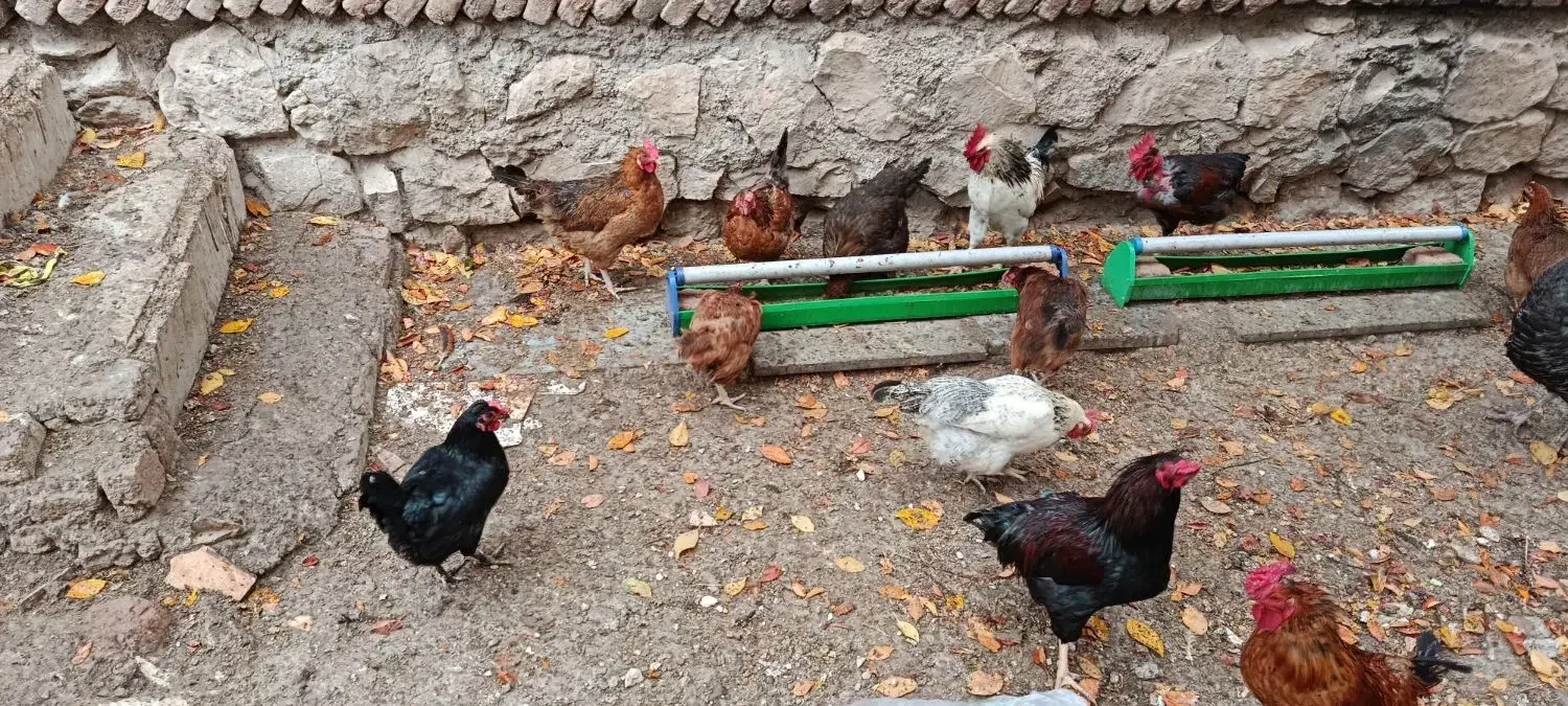 تخم مرغ نطفه دار|حیوانات مزرعه|اردبیل, |دیوار