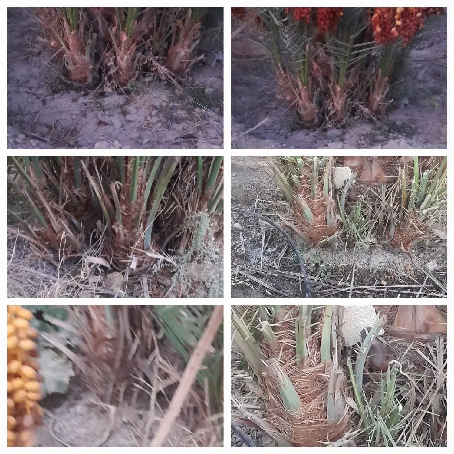 فروش پاجوش نخل ۸ کیلو ب بالا رسیده درجه ۱|خدمات باغبانی و درختکاری|قیروکارزین, |دیوار