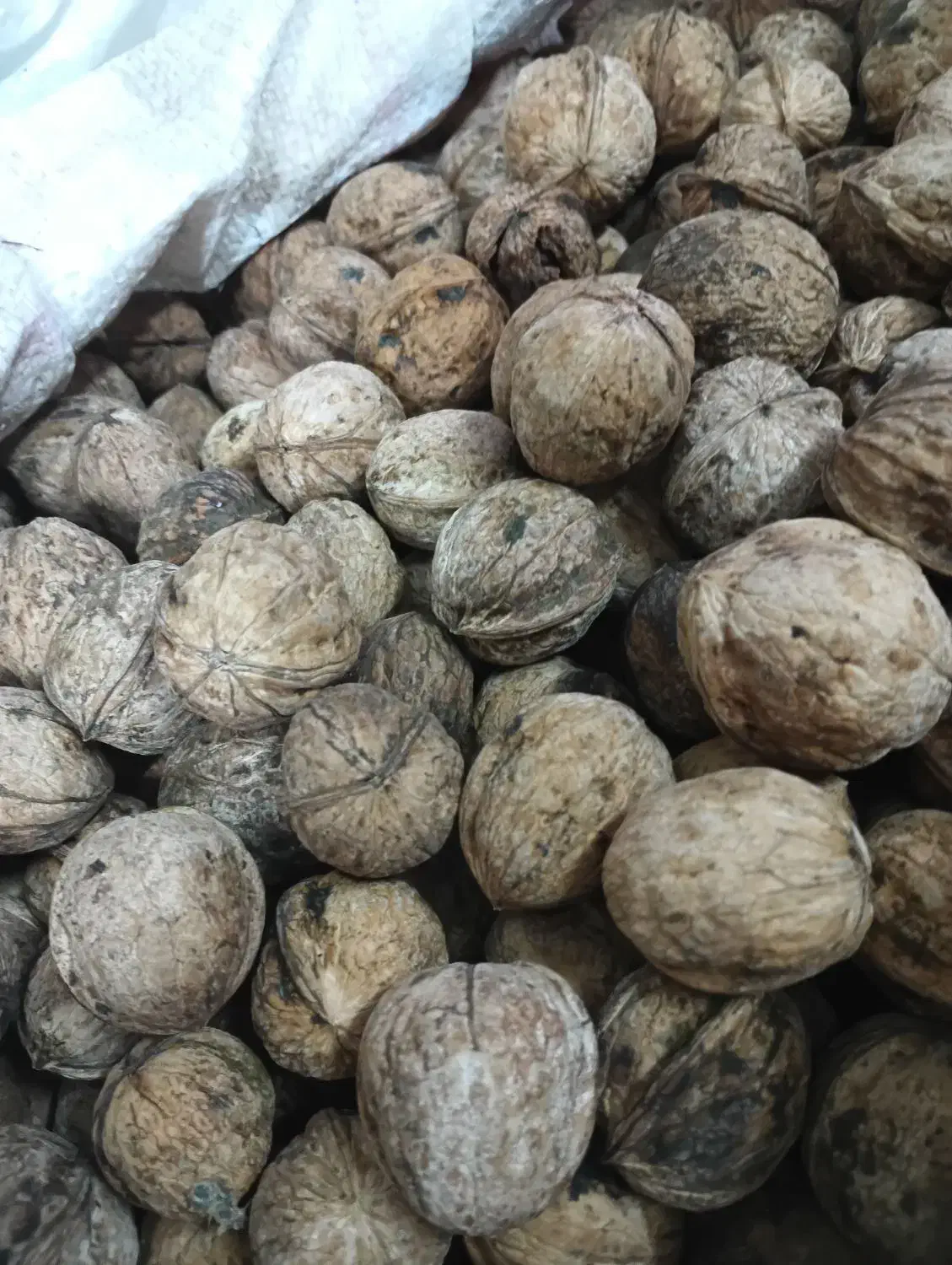 گردو سرا و عسل طبیعی|خوردنی و آشامیدنی|قم, دانش|دیوار