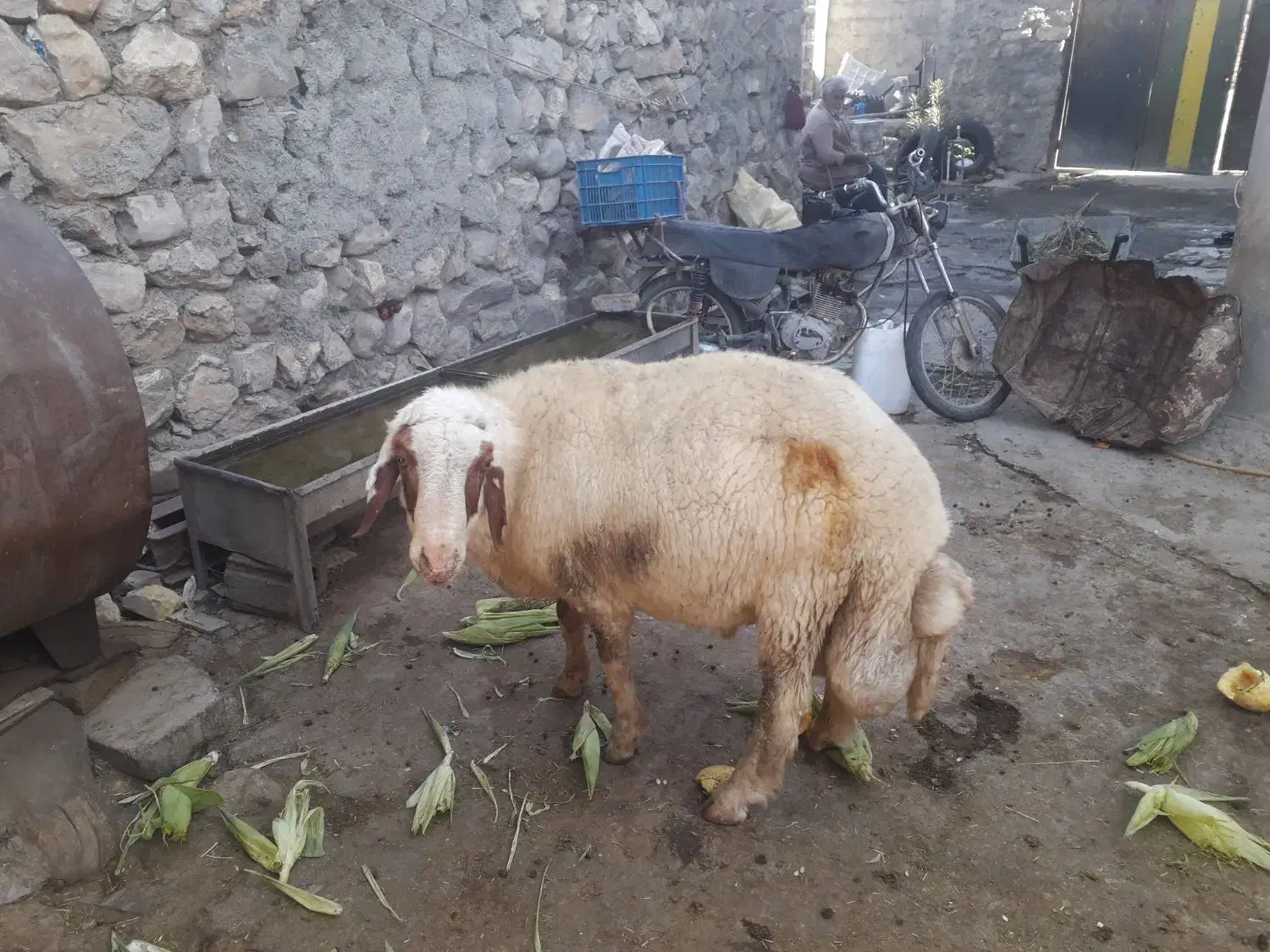 قوچ سنجابی|حیوانات مزرعه|بیلوار, |دیوار