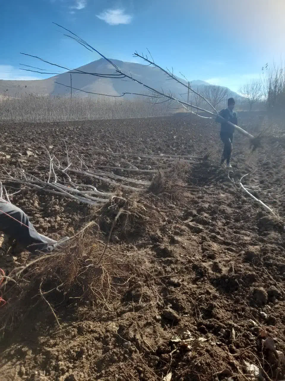 نهال تظمینی گردو|خدمات باغبانی و درختکاری|مشهد, انقلاب|دیوار