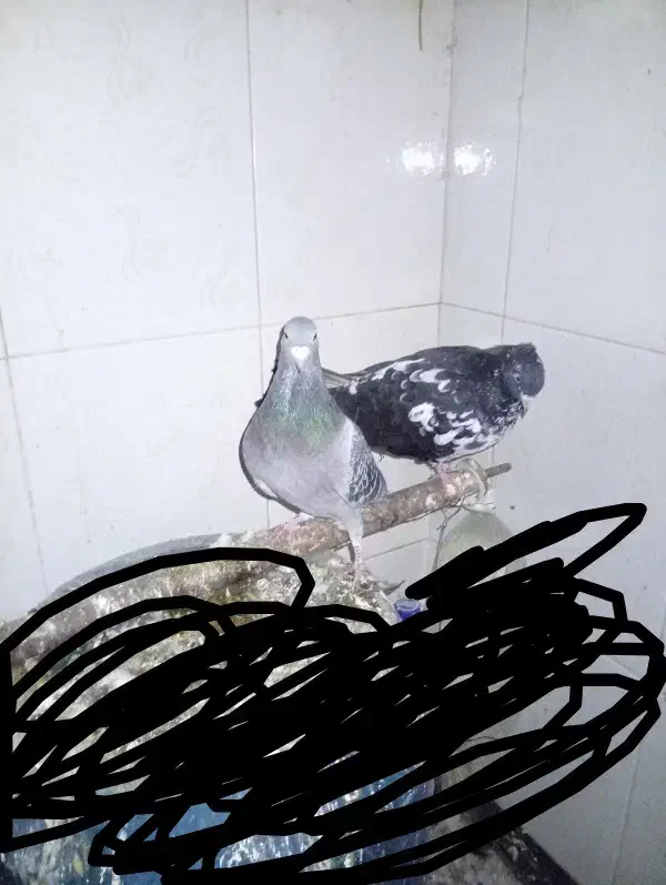 کبوتر|پرنده|مسجد سلیمان, |دیوار