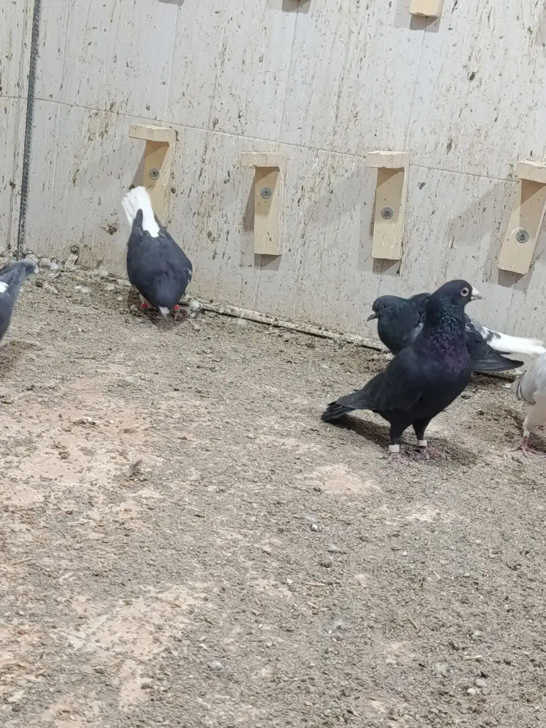 کبوتر|پرنده|خاش, |دیوار