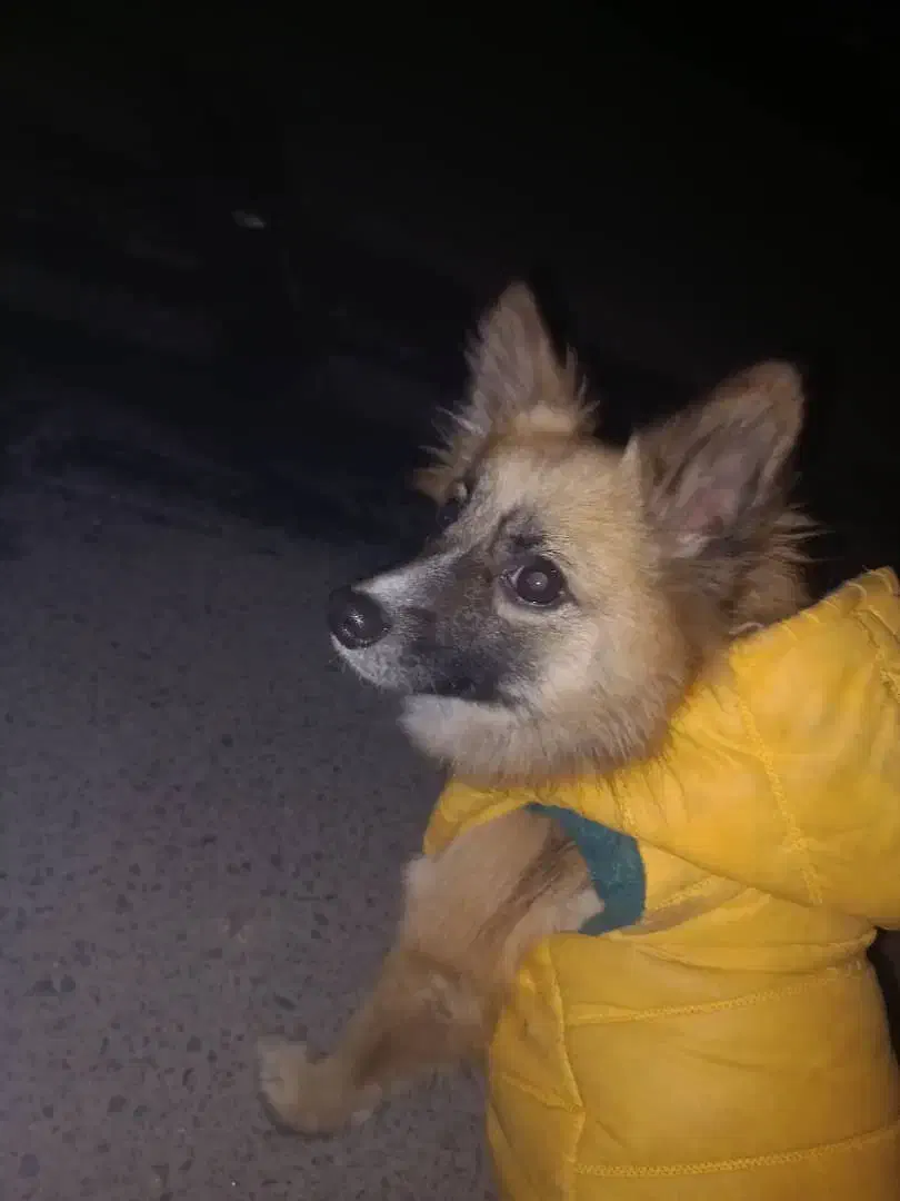 پامرانین روباهی ماده|سگ|ورامین, خیر آباد|دیوار