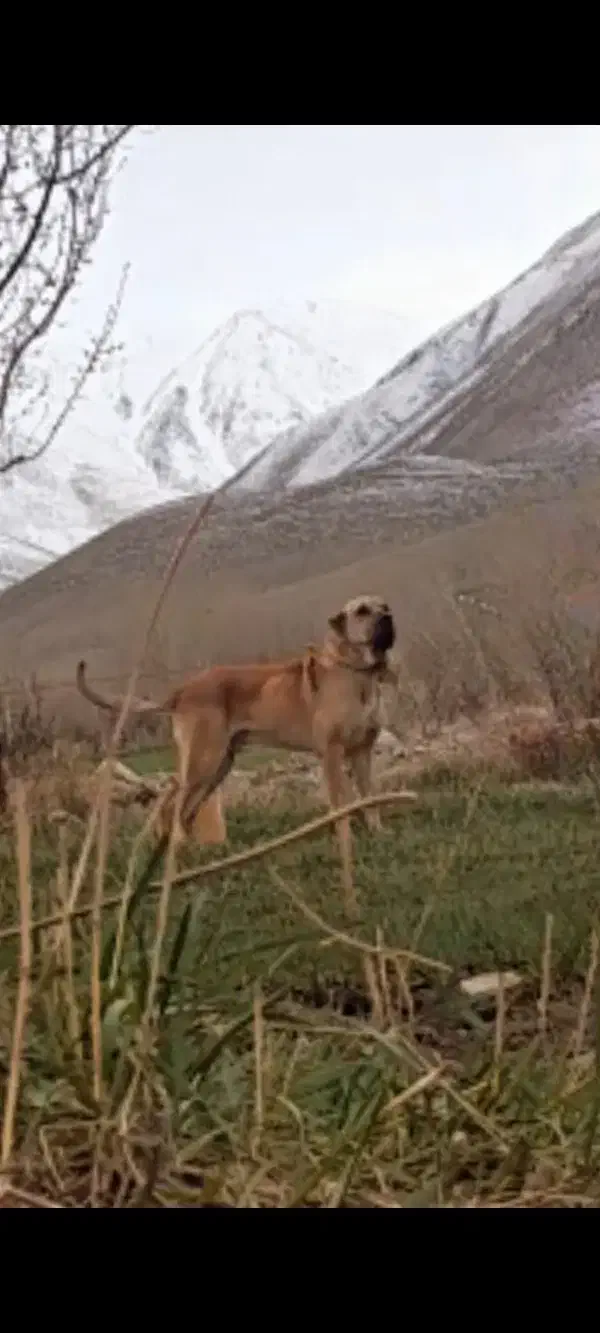 سگ سراب|سگ|رشت, پیرسرا|دیوار