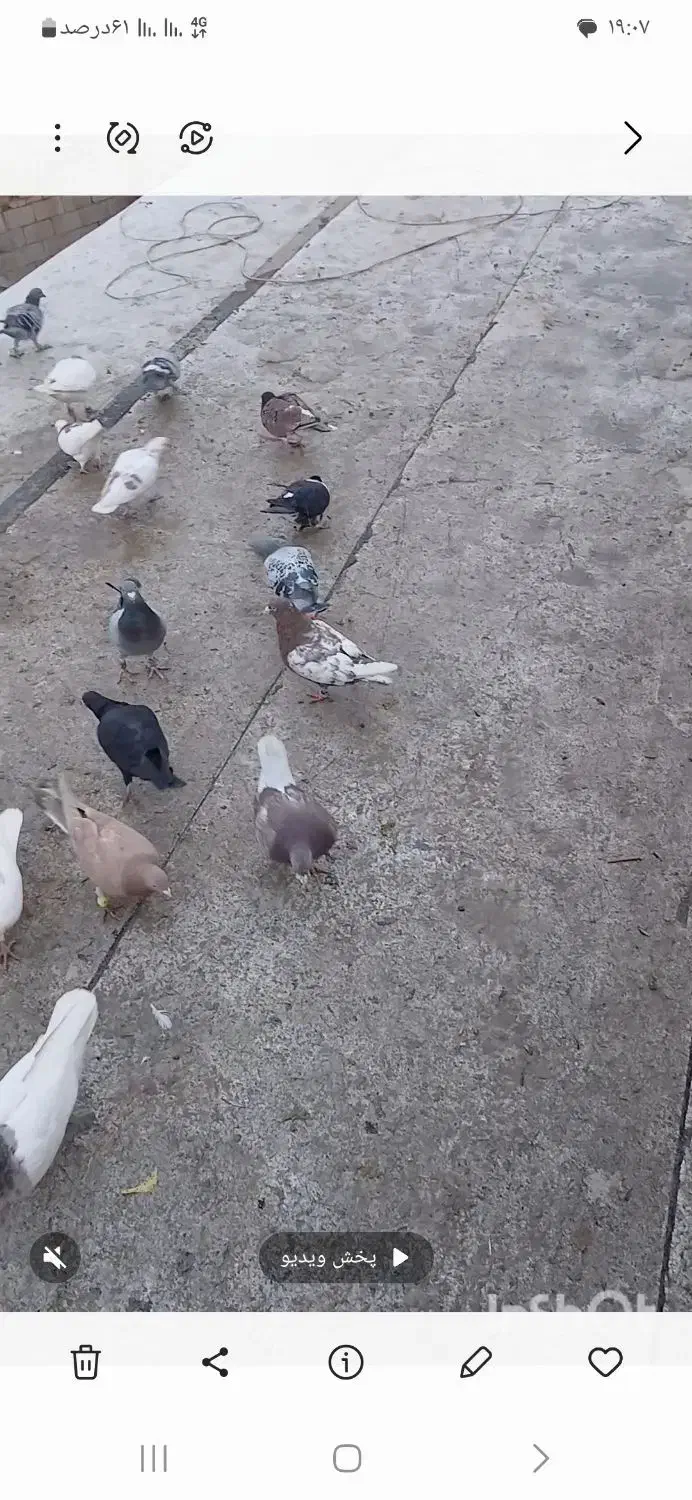 کفتر|پرنده|سبزوار, رباط|دیوار