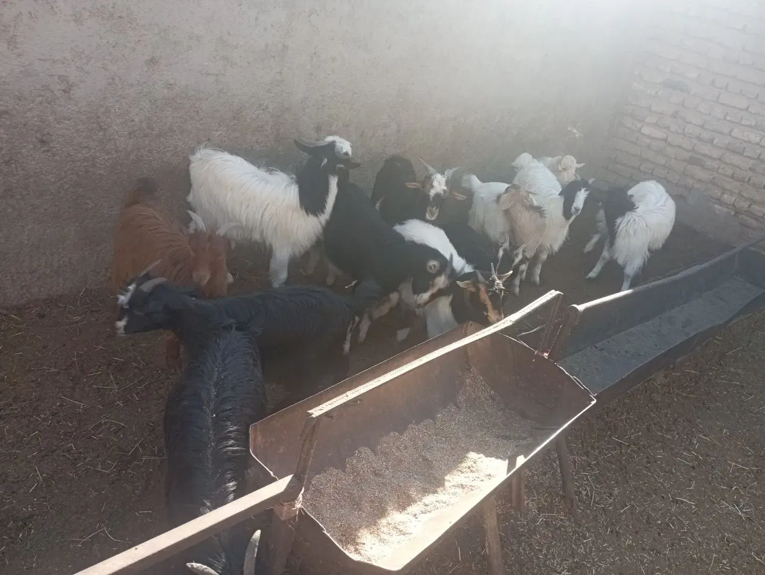 بزغاله جوان مناسب نگهداری وکشتار|حیوانات مزرعه|قرچک, صالح آباد|دیوار