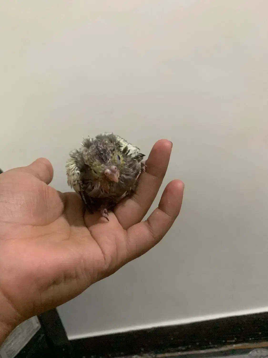 جوجه عروس هلندی|پرنده|هشتگرد, شهرک بعثت|دیوار