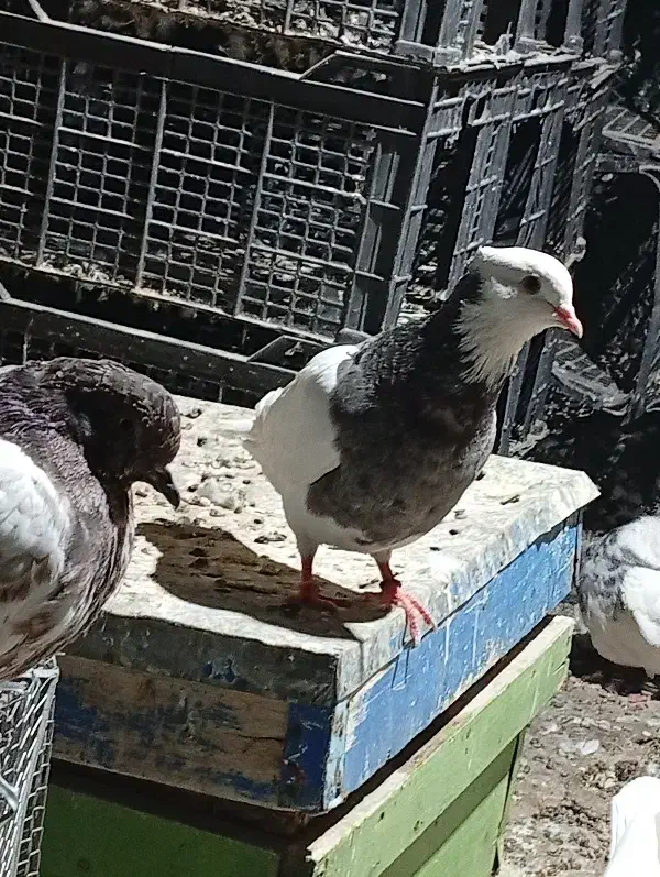 کفتر|پرنده|کهنوج, |دیوار