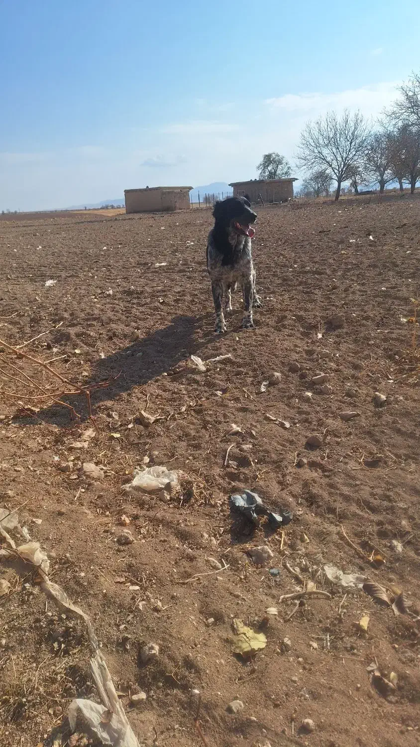 سگ قدرجونی|سگ|کبودرآهنگ, |دیوار