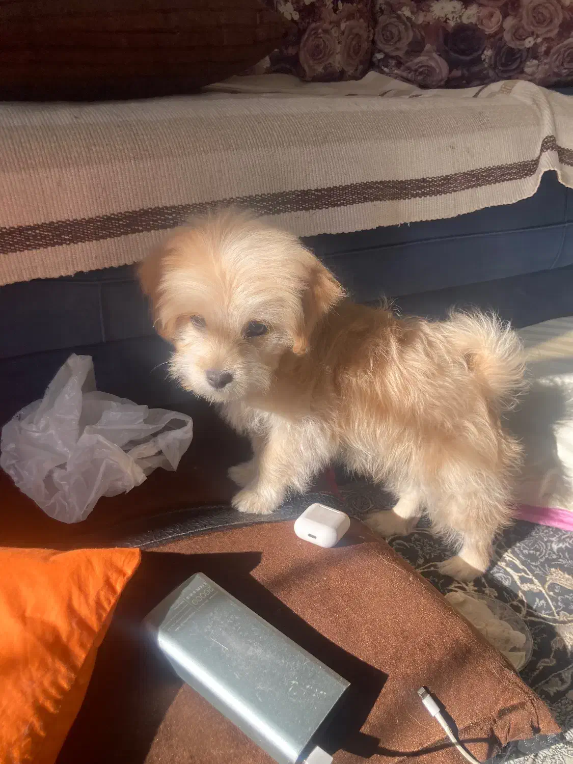 مالتیز شیتزو|سگ|کرمان, |دیوار