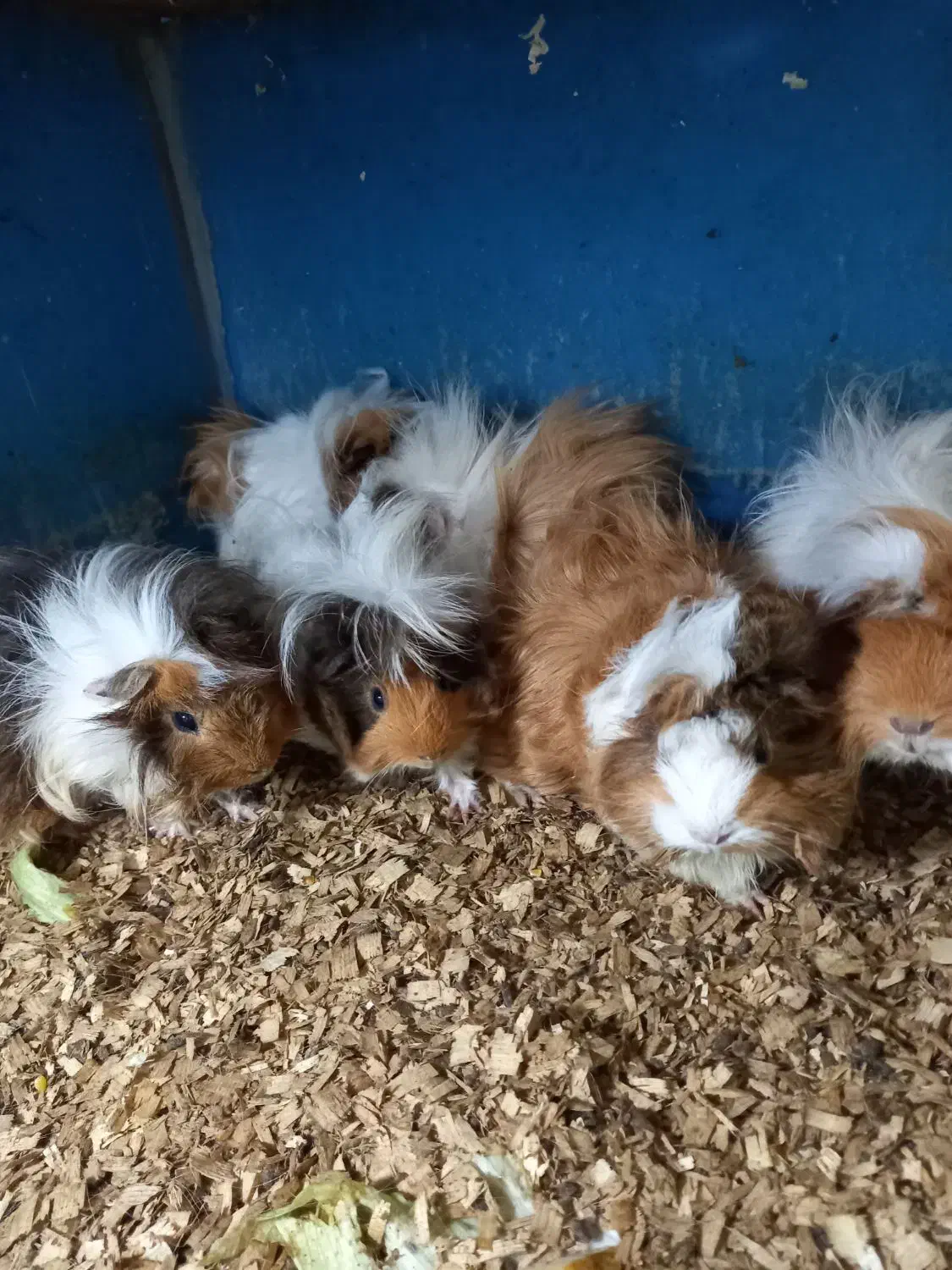 خوکچه هندی فشن و خرگوش نیمچه|موش و خرگوش|نوشهر, |دیوار