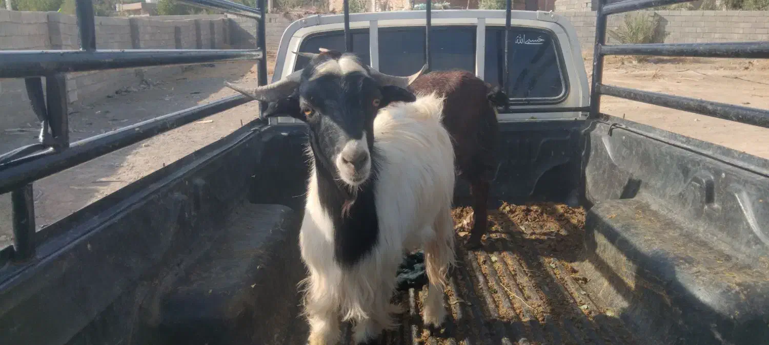 کهره نر|حیوانات مزرعه|جیرفت, |دیوار