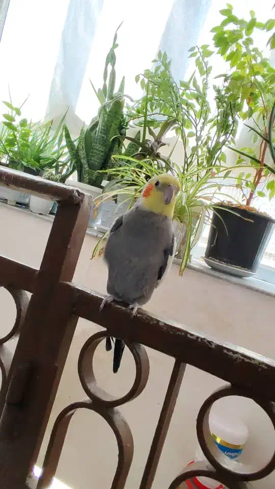 گمشده|حیوانات|مرند, |دیوار