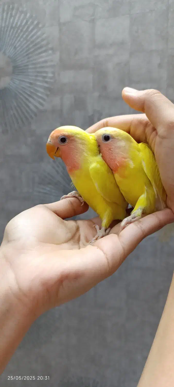 طوطی کوتوله برزیلی دستی جوجه بالغ|پرنده|بجنورد, |دیوار