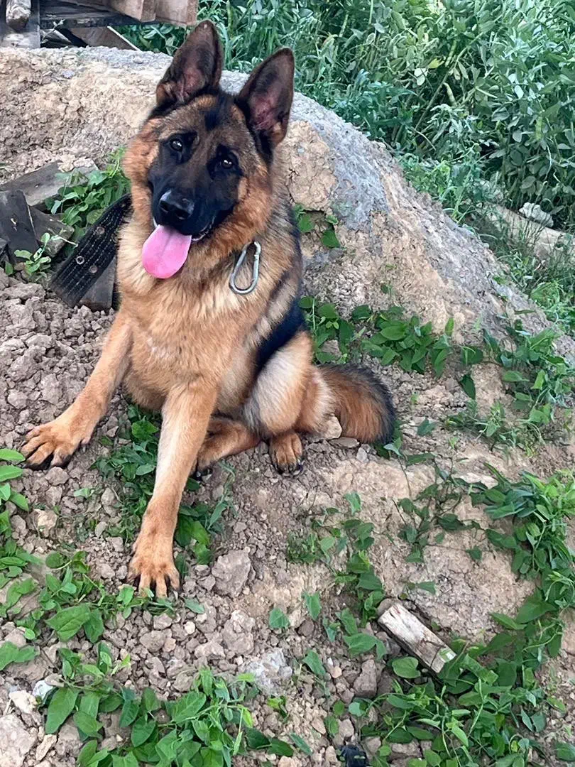 سگ ژرمن ماده فحل شده|سگ|بهشهر, |دیوار